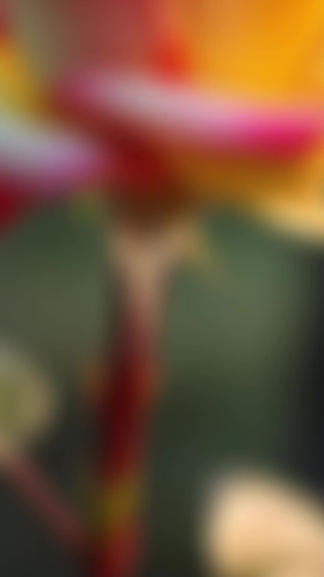 @🥰🥰সুখ পাখি 🥰🥰