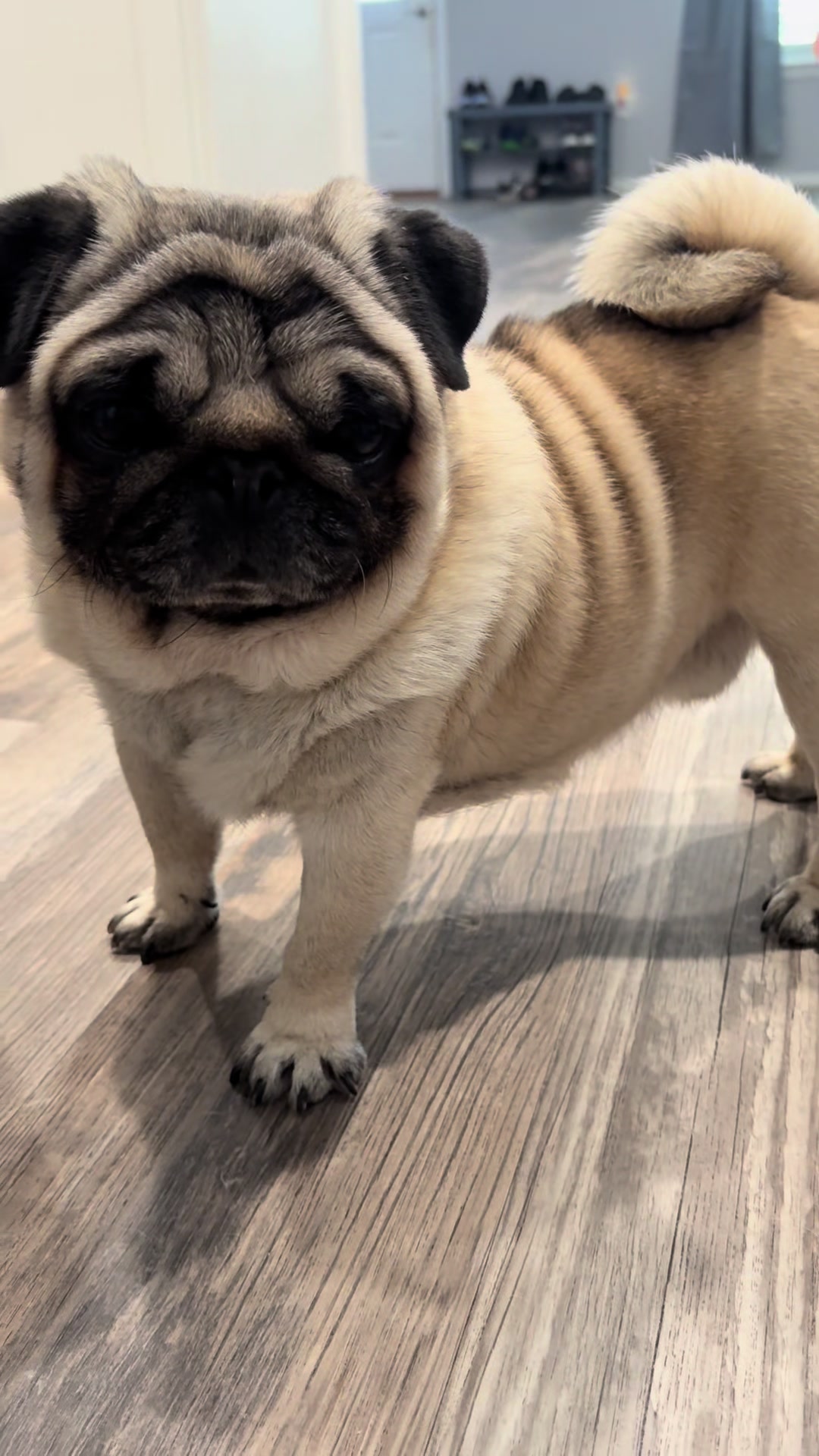 @Rocki the Pug ๐ถ