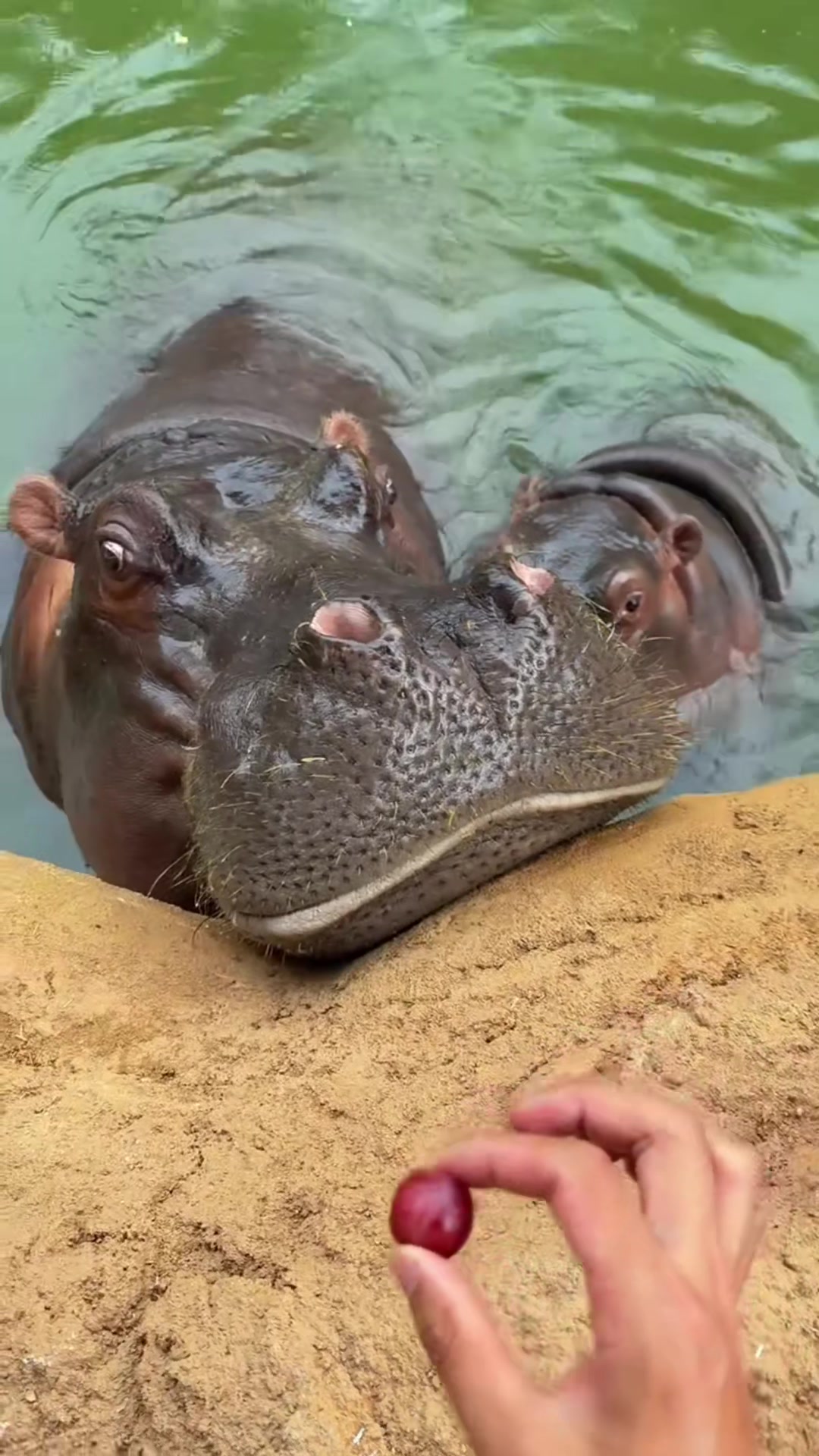 @Hippo