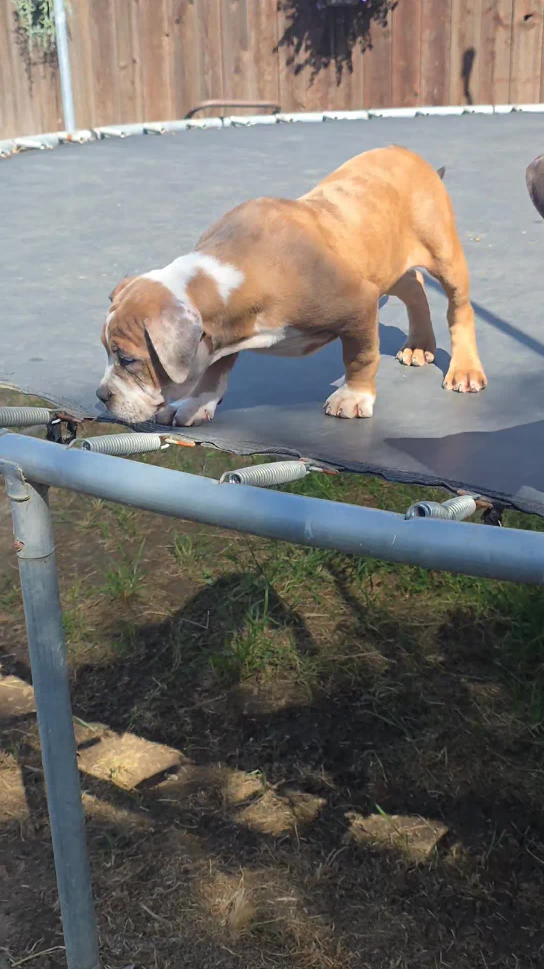 @hwy4bullyz