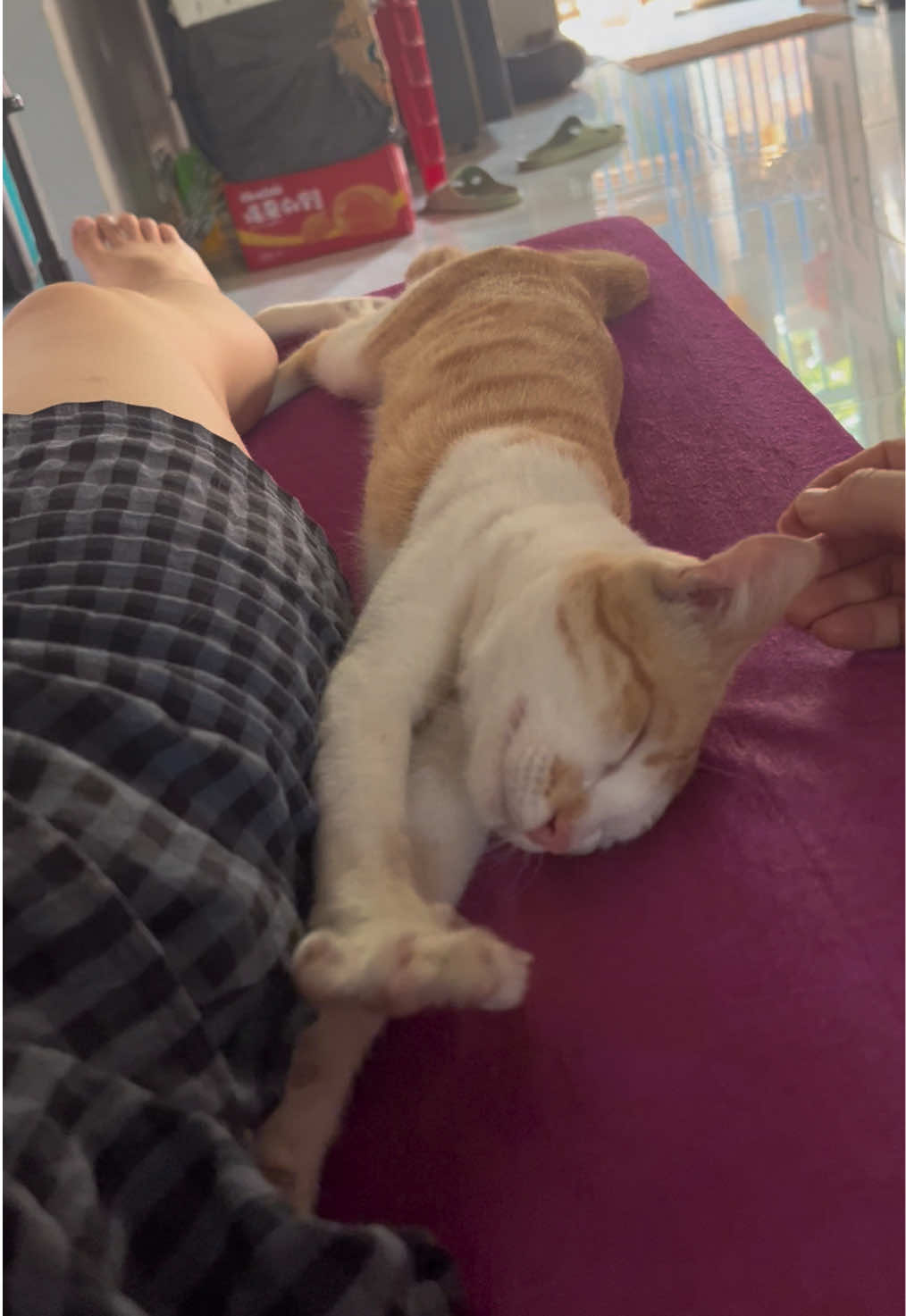 @Ba bé mèo và một bé chó
