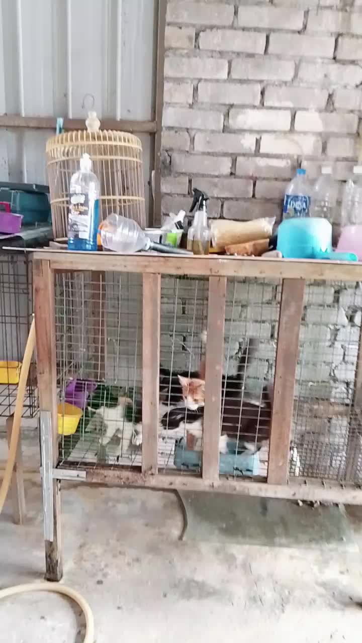 @🇮🇩 raden wijaya sejati🇲🇾🤝