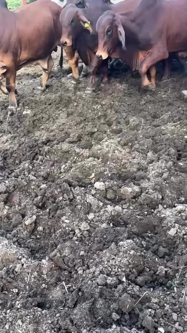 @Rancho Piedra Nube