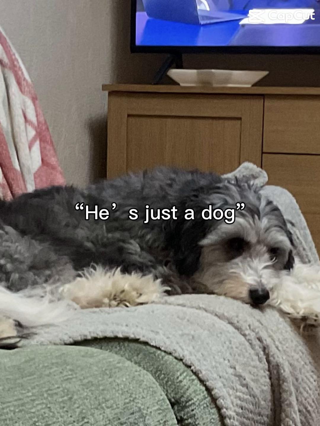 @Petlover1001