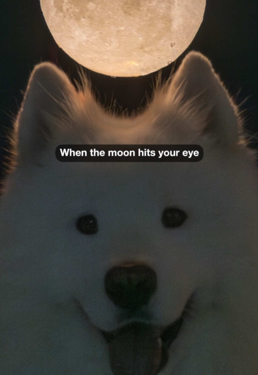 @wanderlust_samoyed
