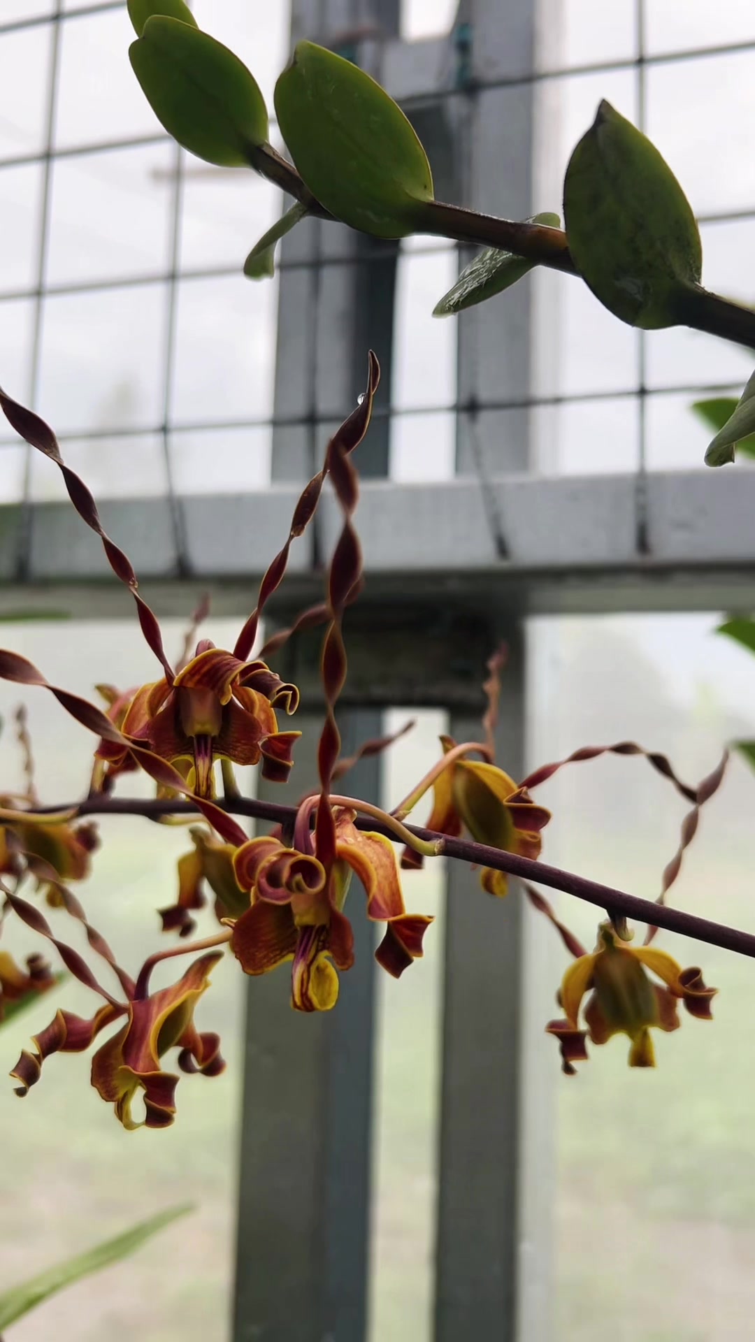 @Anggina Orchid