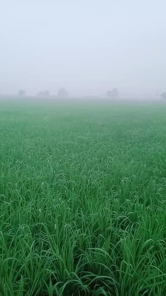 @mansa