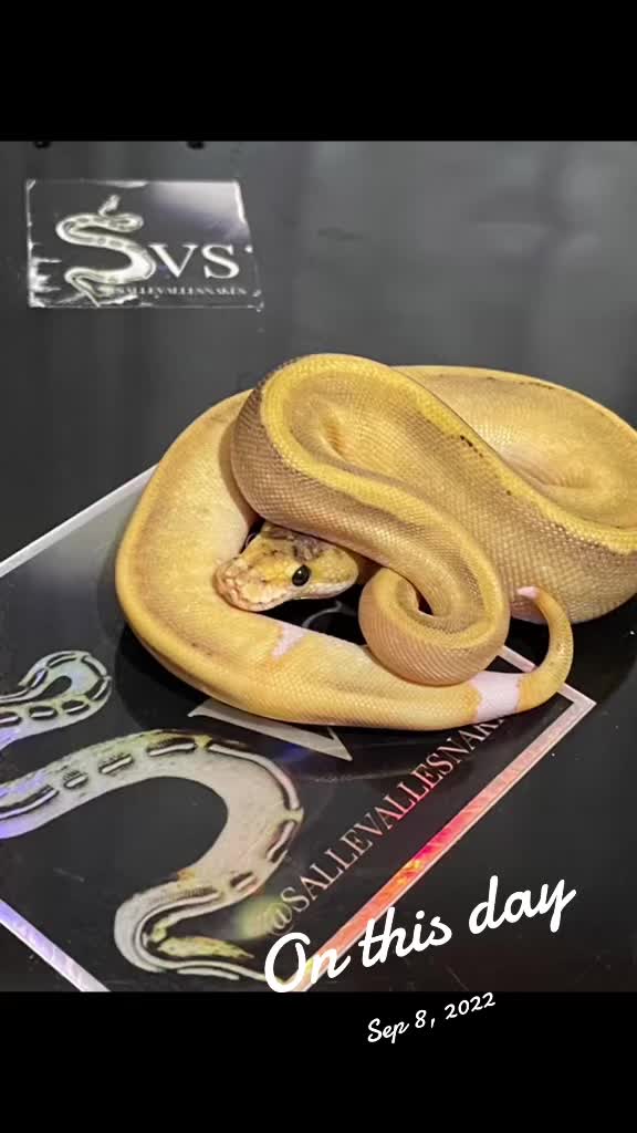 @Sallevallesnakes (jose)