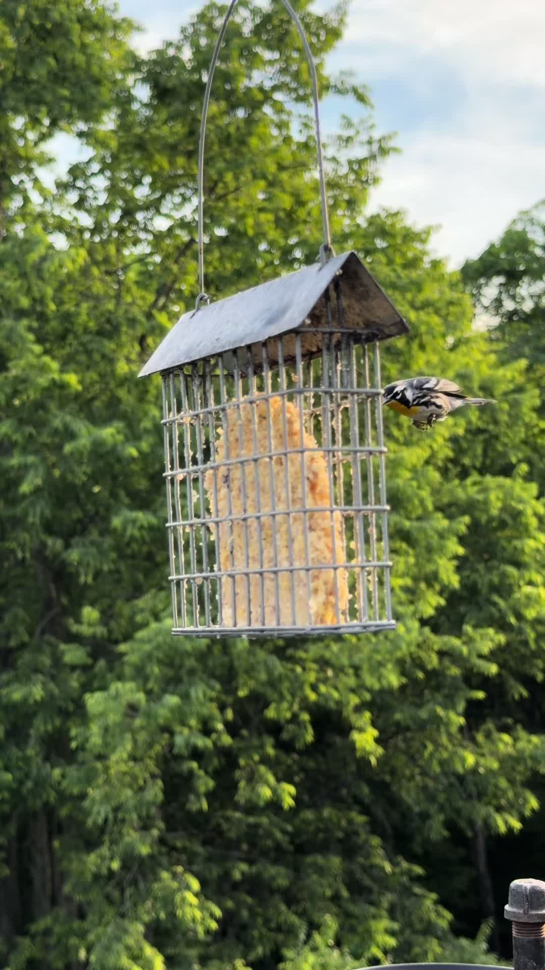 @Backyardbirdz