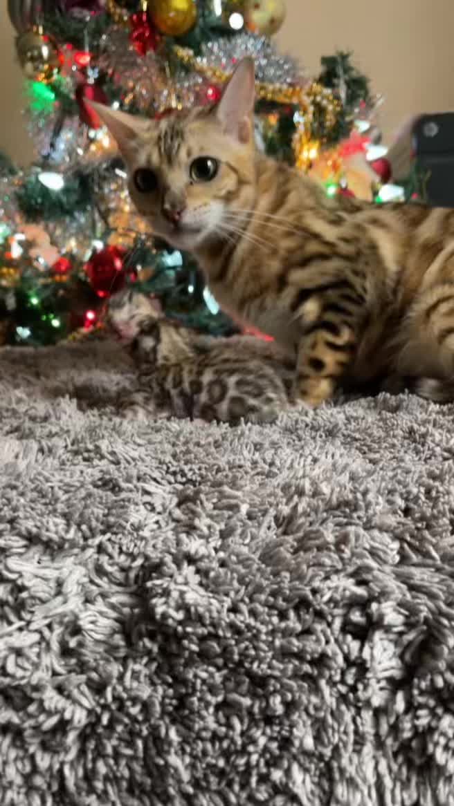 @Bengal Cats