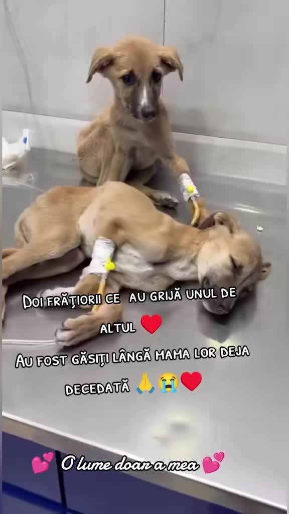 @💕O lume doar a mea💕