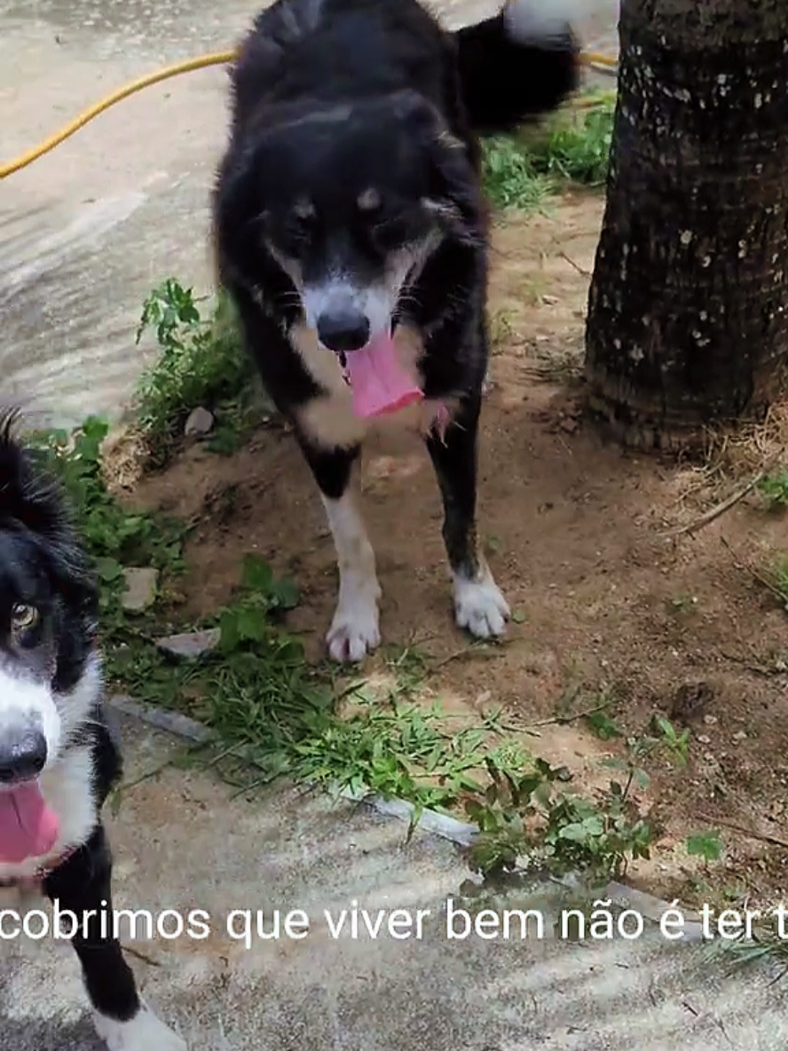 @Família border collie
