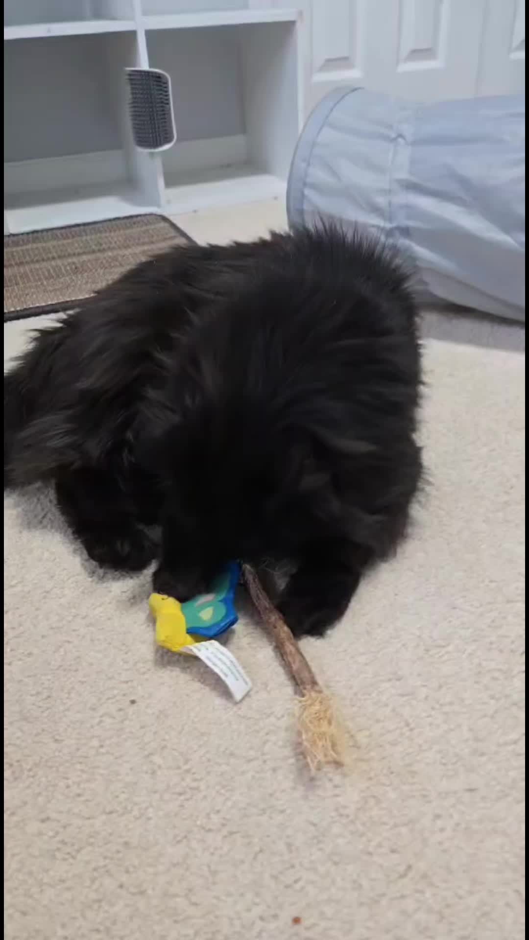 @HopesDreamRescue