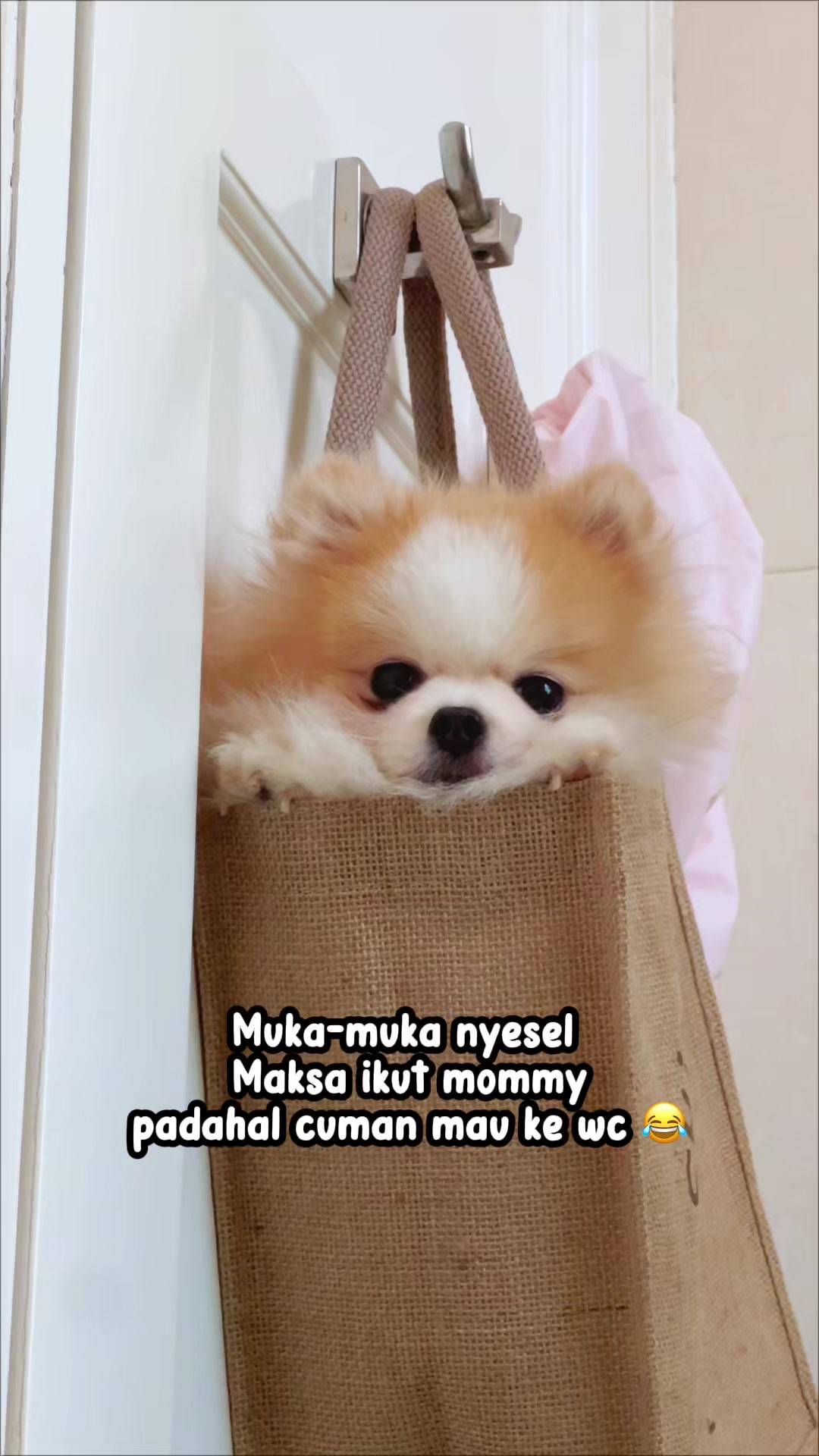 @Chipas Family