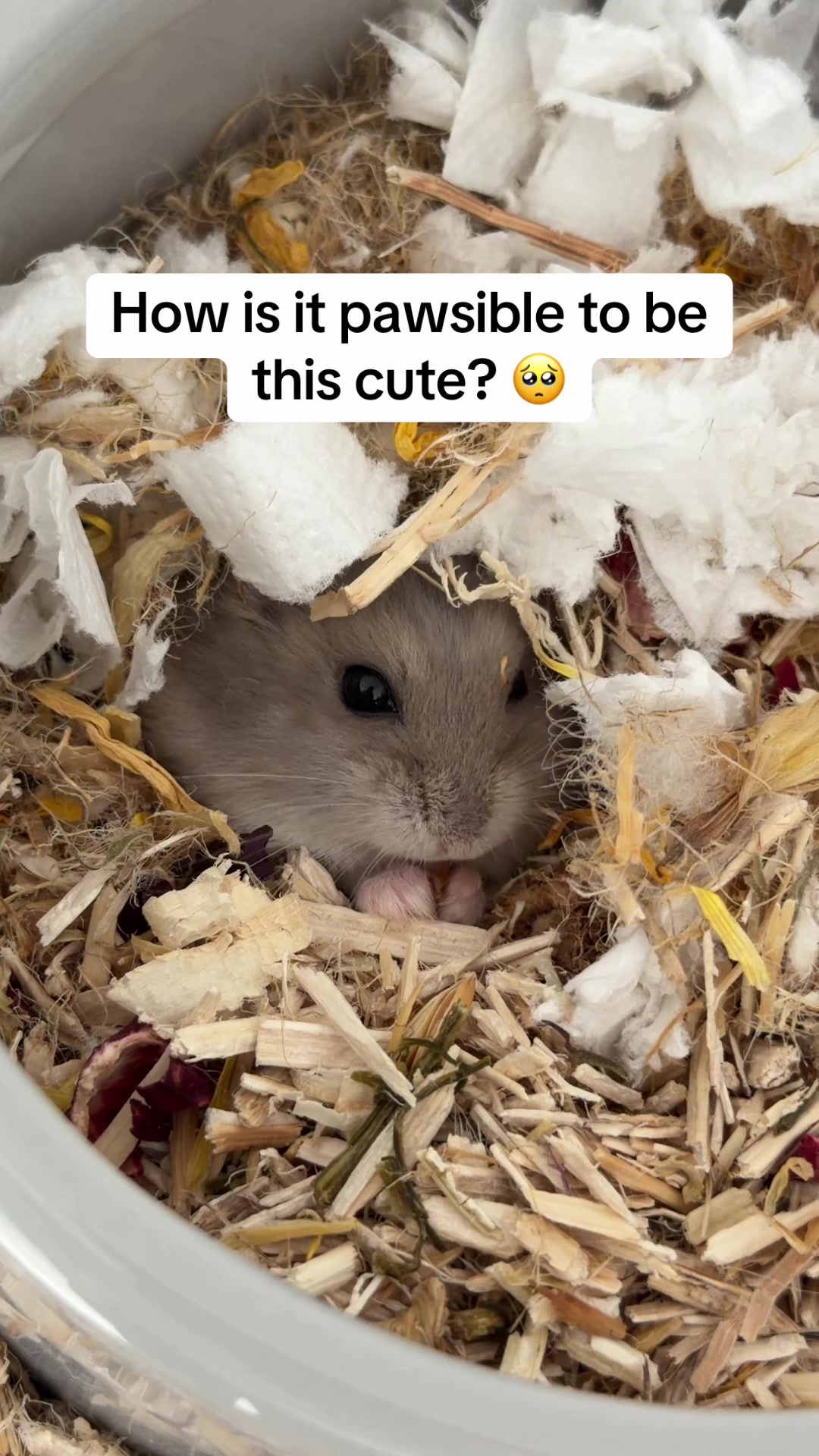 @peanutthehamster1