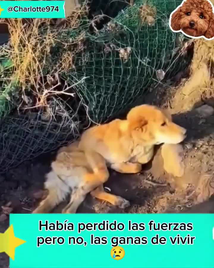 @Charlotte🐕🦺🐈🐕🦬🐐🐎🐄🐒