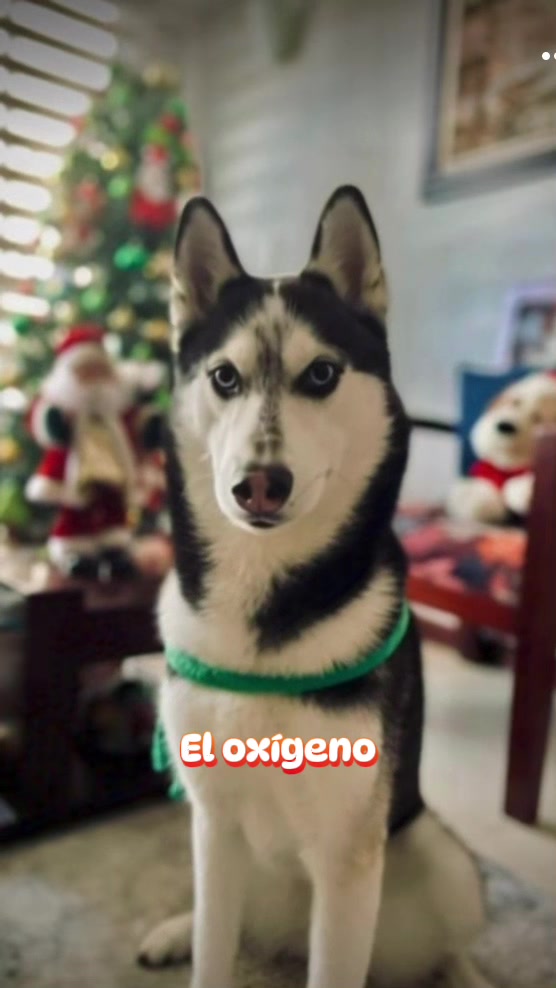 @ᴘᴀᴡ ᴄᴀꜱᴛ 🐾🎙️