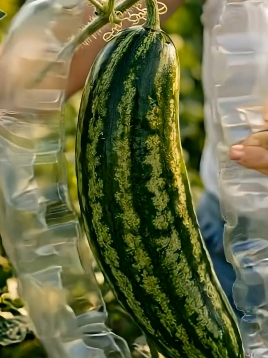 @PlantsLife