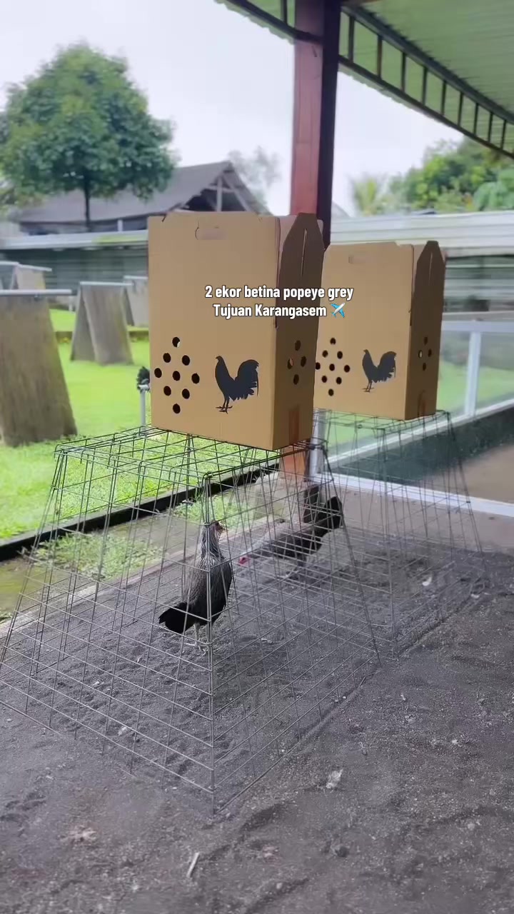 @NICK GAMEFARM