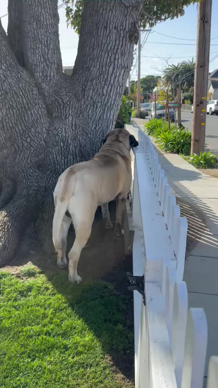 @Fronkythemastiff