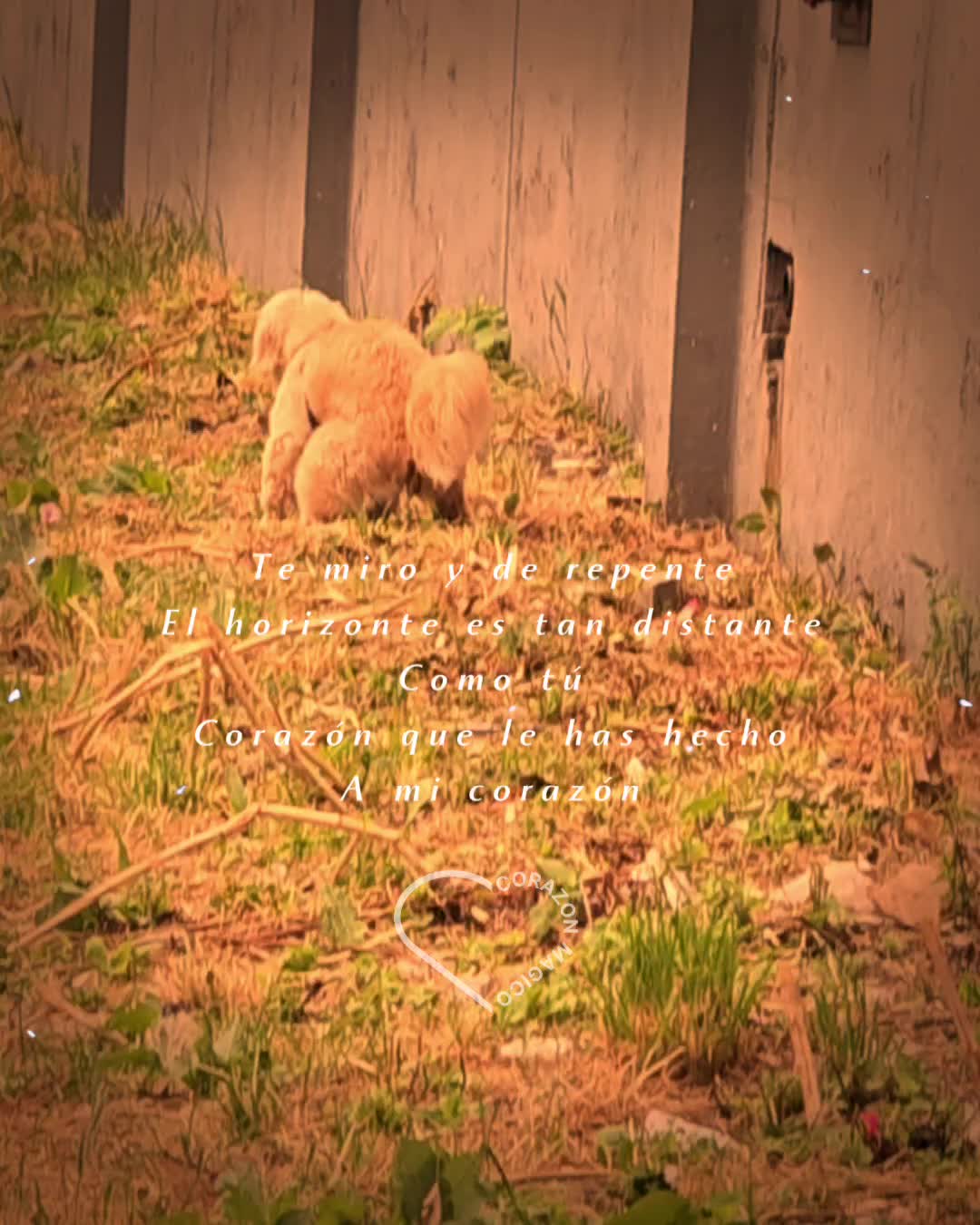 @𝐶𝐻𝐼𝑀𝐴𝐷𝑂𝑅