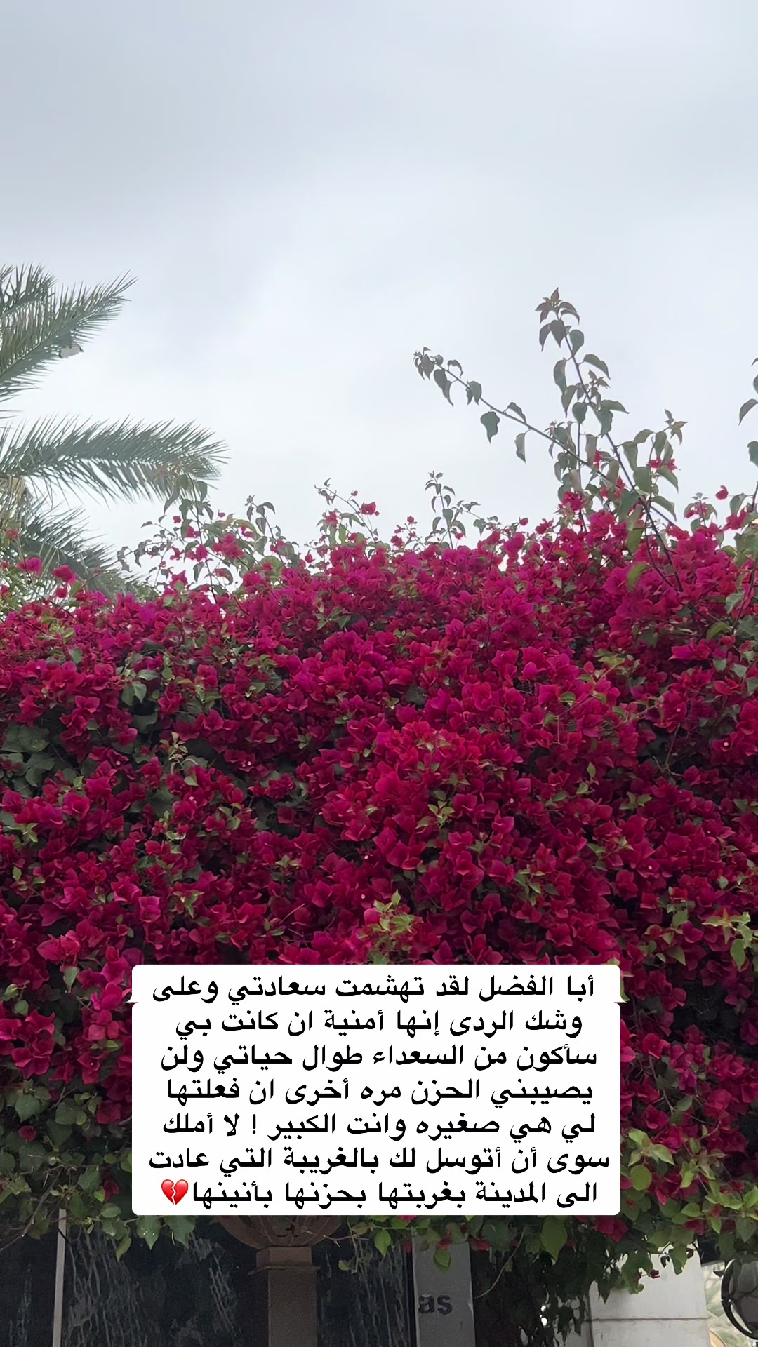 @: ᷂زهرَاءُ ༯ .