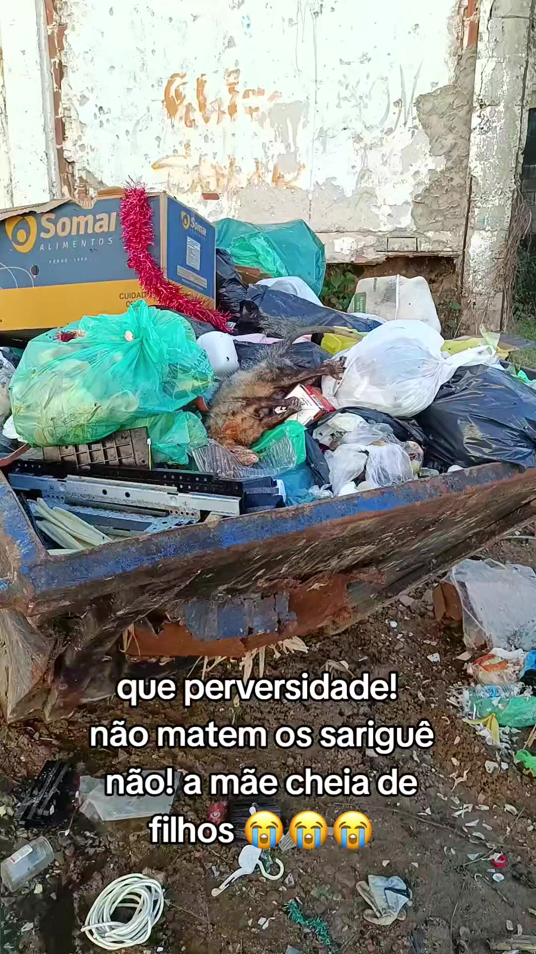 @Fabiana
