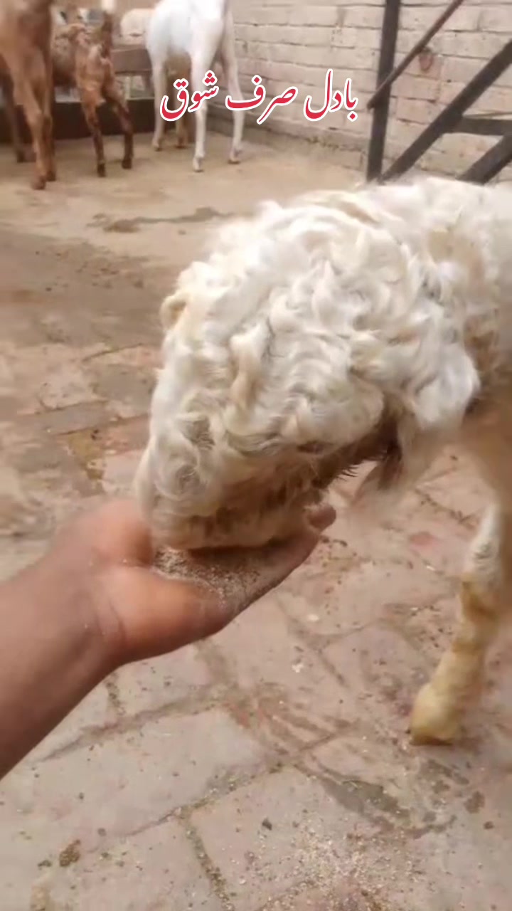 @Shiraz livestock