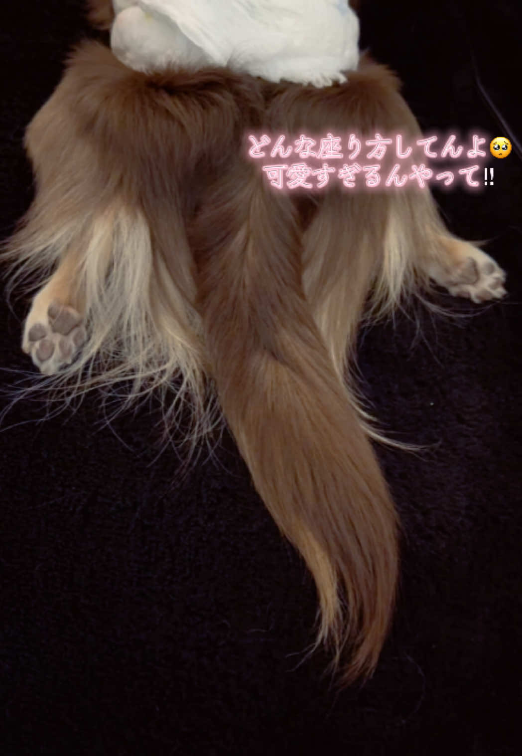 @M社長|チワワと子どもと旅する日常🥂🦚