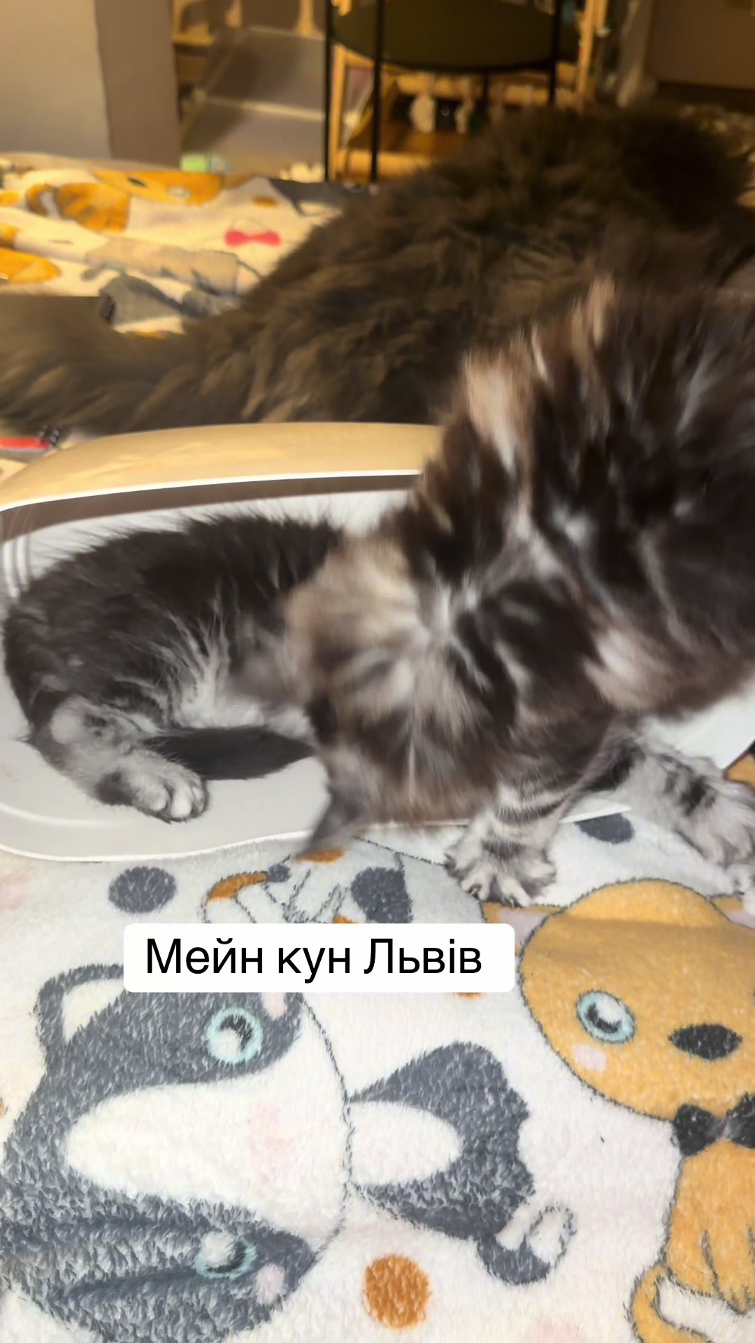 @PARAKENTOS*UA Maine coon