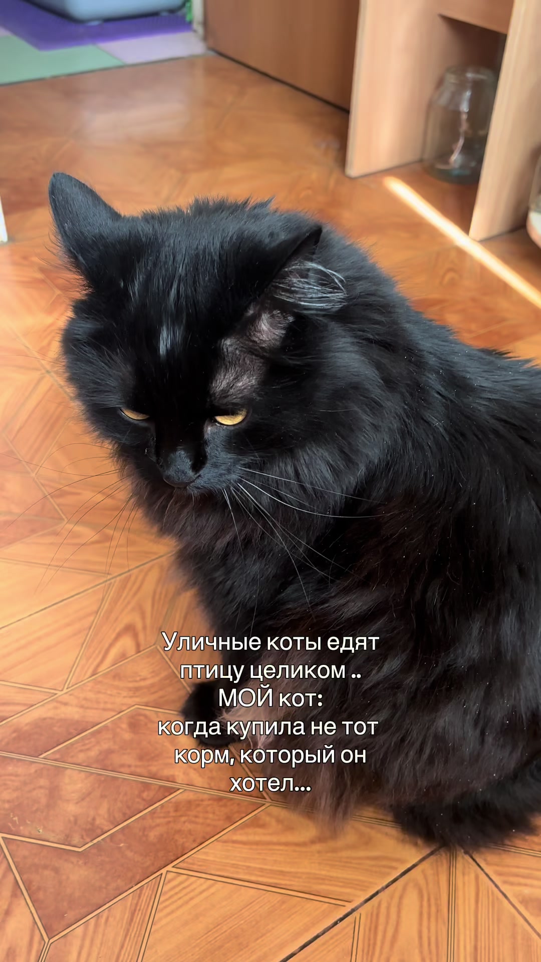 @Хвостатые бандиты🐈⬛🐈