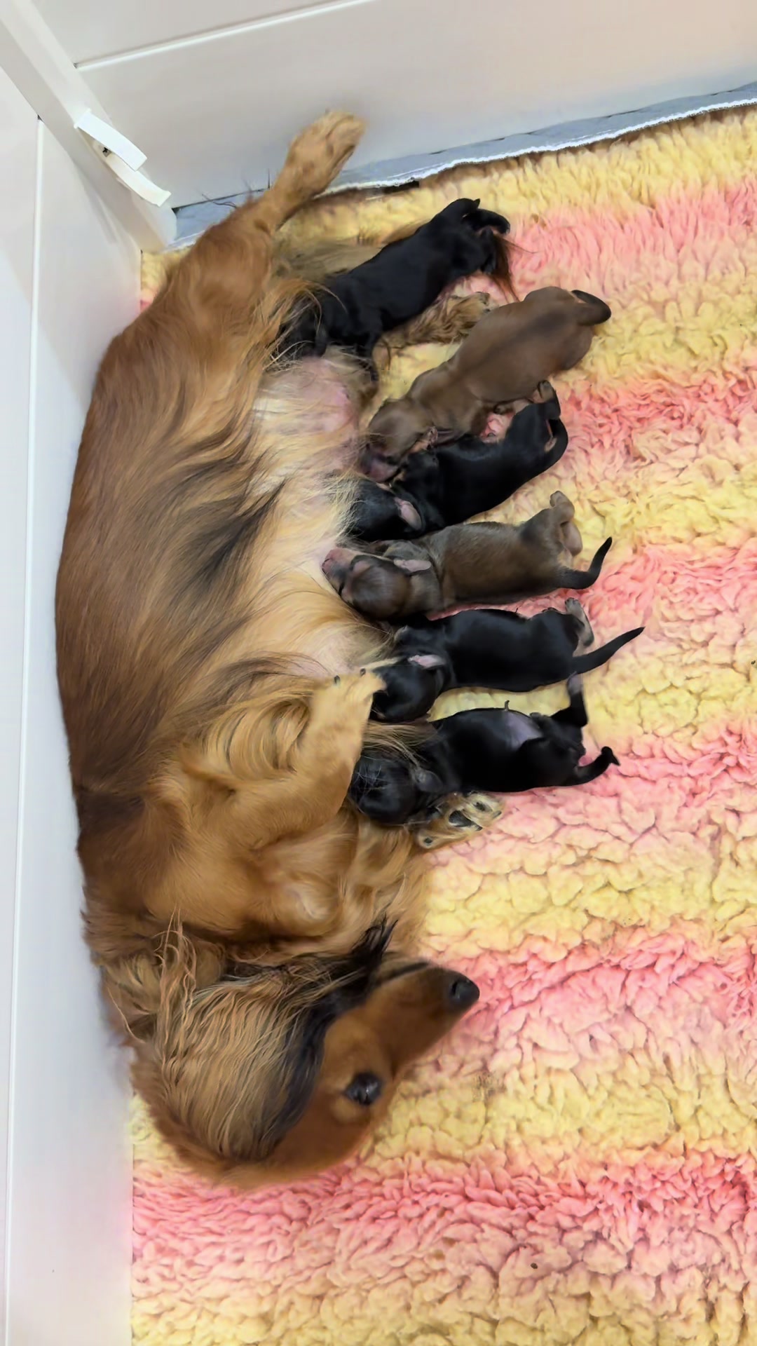 @Dachshund Dynasty