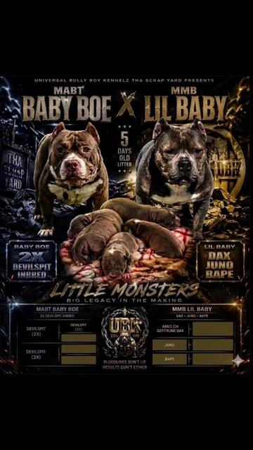 @BULLY BOY FAMILY PRODUCTIONS