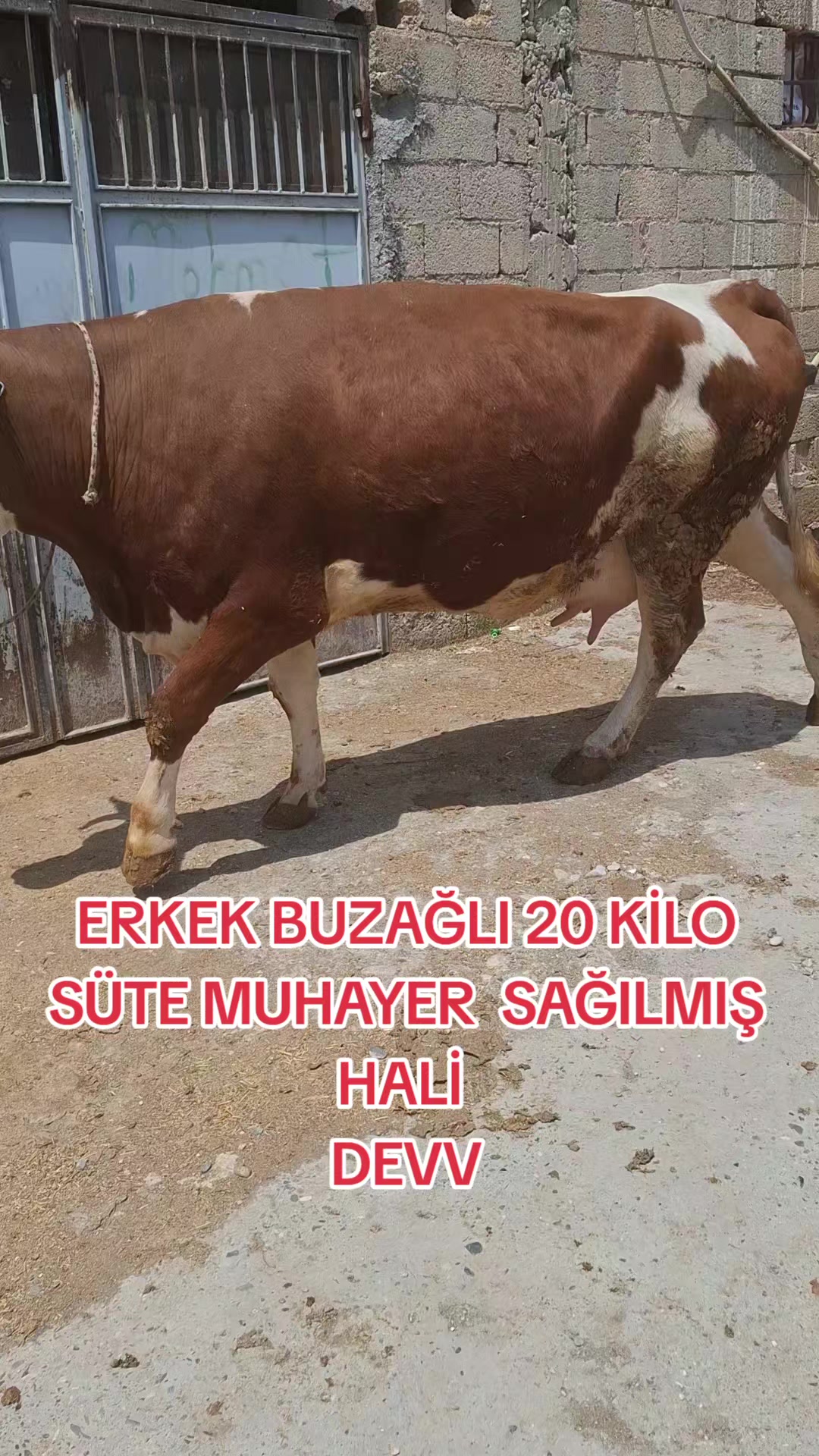 @hasan can