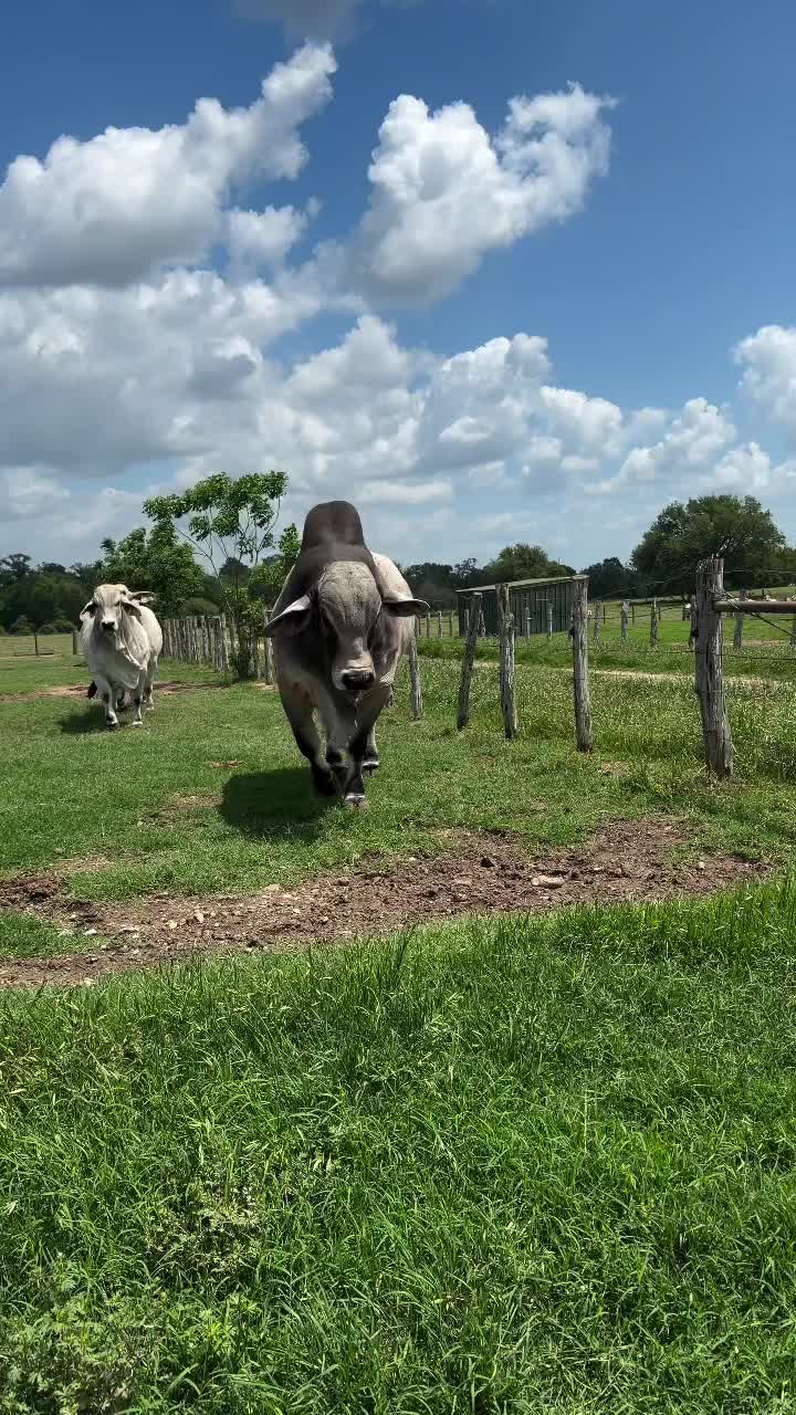 @AmirGarcia69🇲🇾🐂🐐