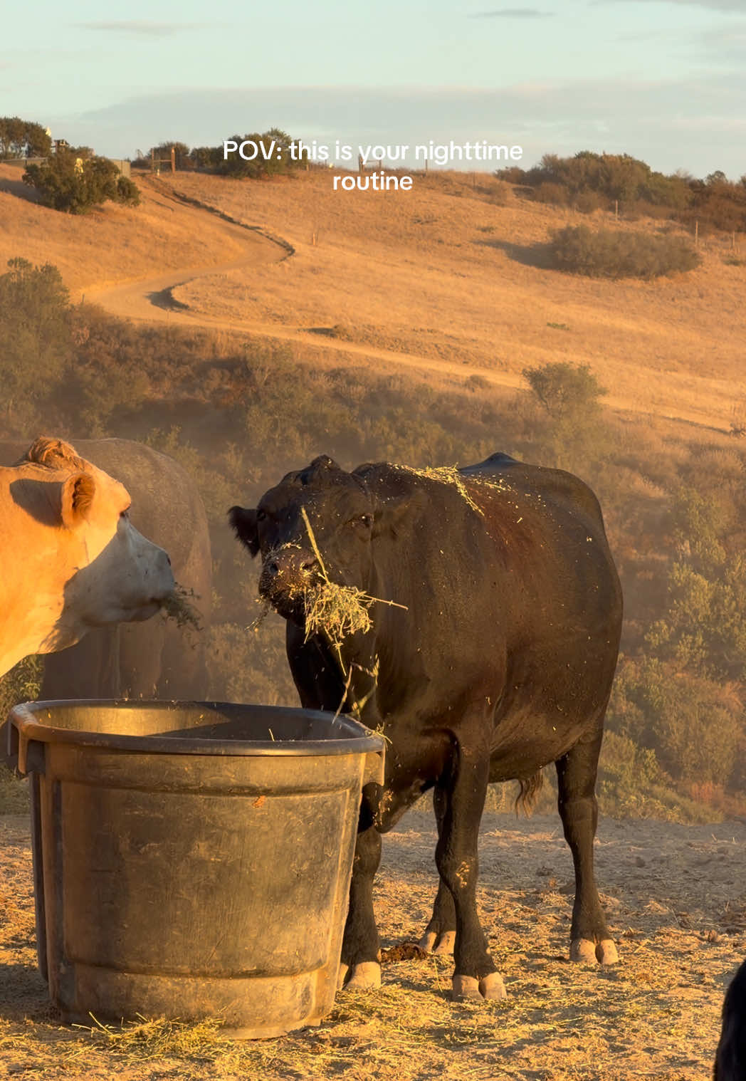 @hvrcattle
