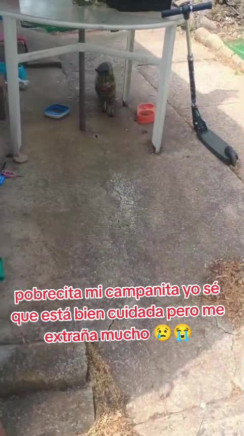 @Charlotte🐕&zwj;🦺🐈🐕🦬🐐🐎🐄🐒