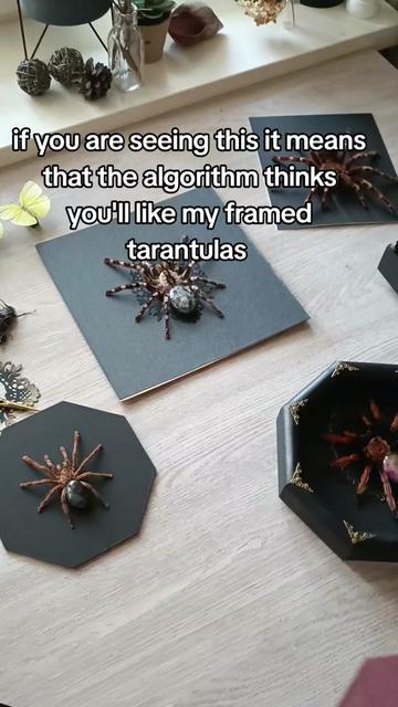 @TarantulaBox