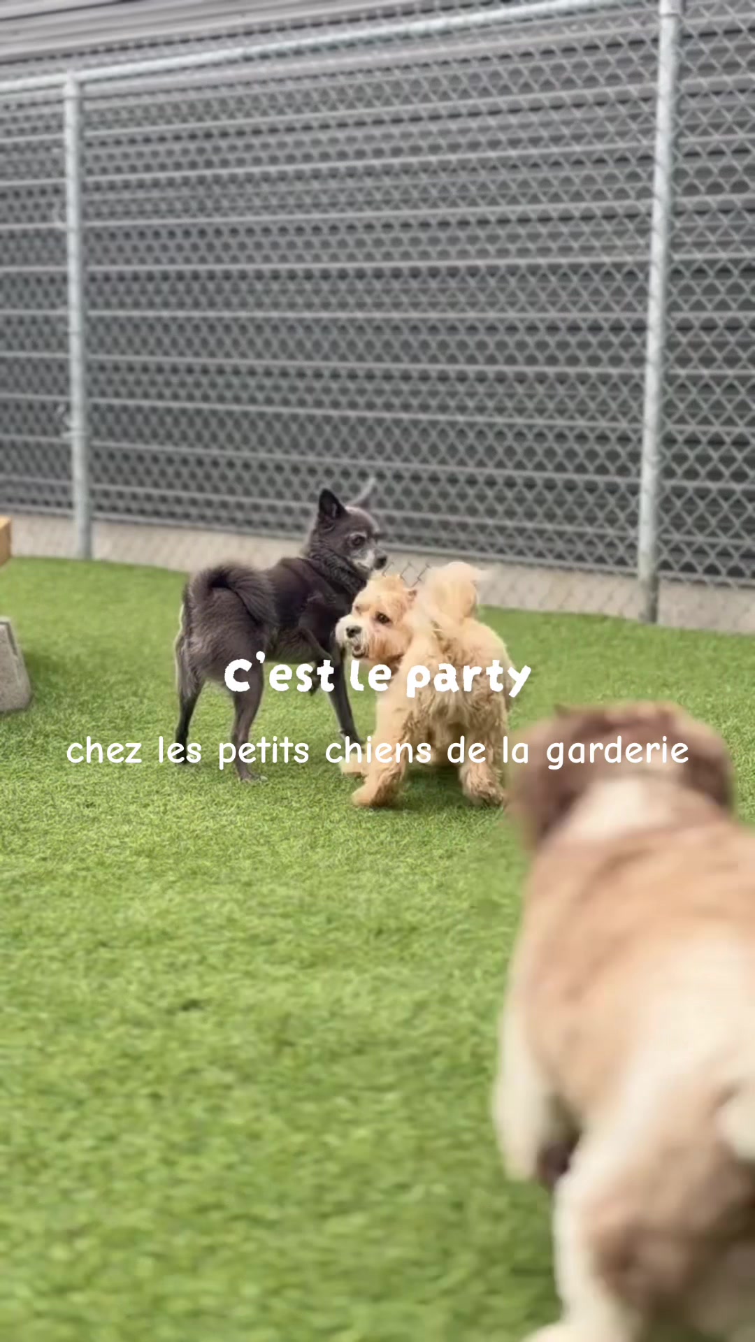@centrecanindesruisseaux