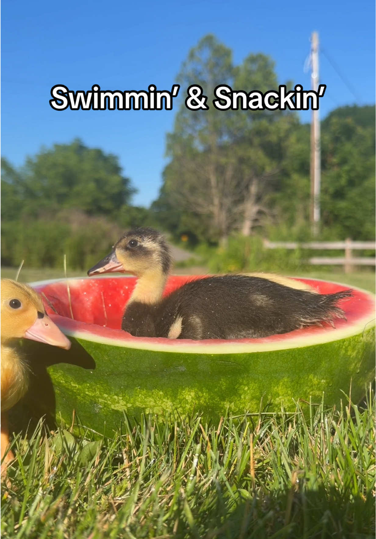 @The Quack House