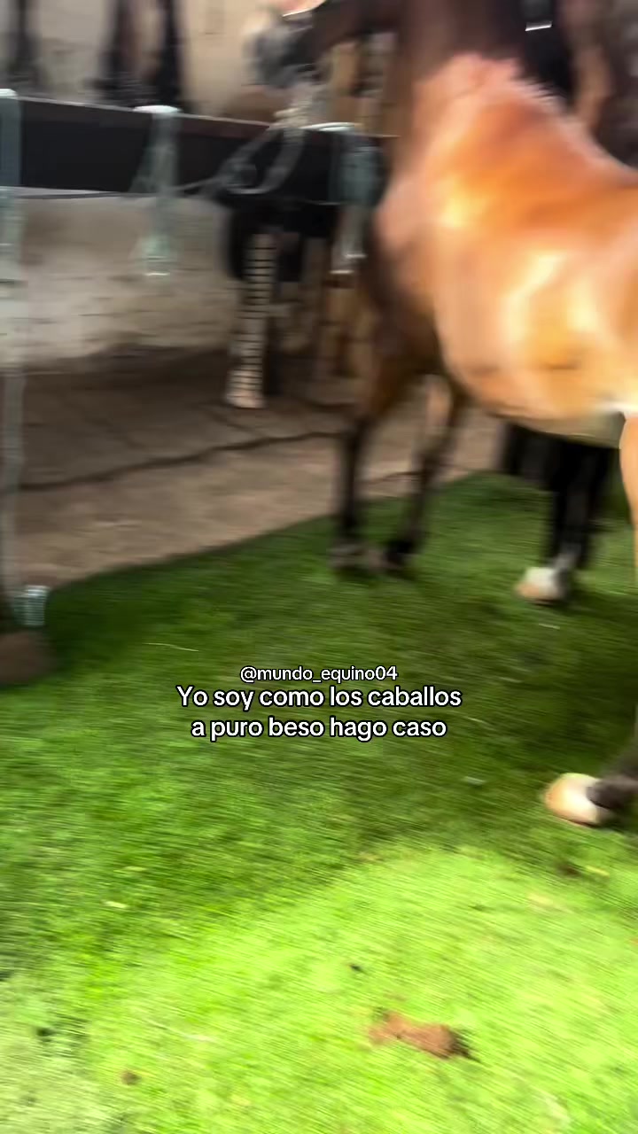@mundo_equino04