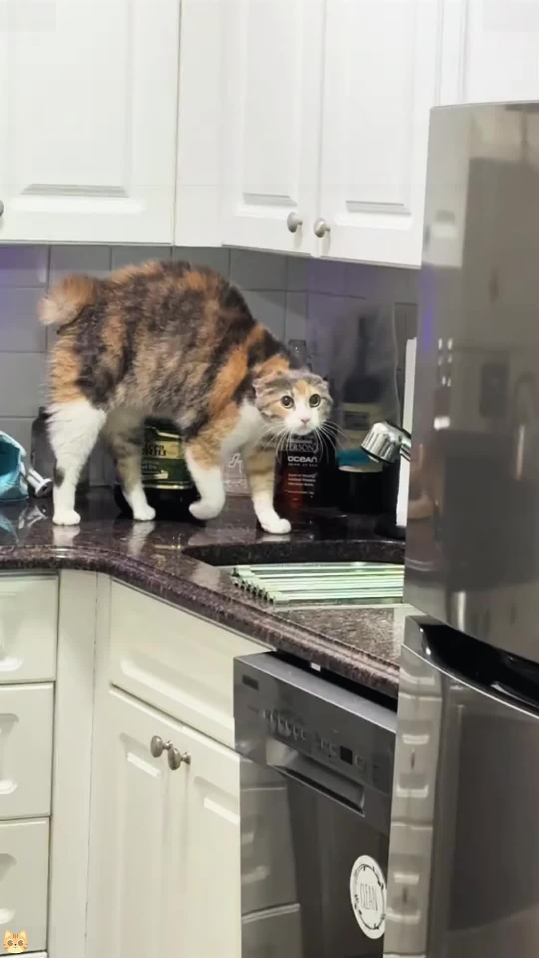 @Funny cat 520