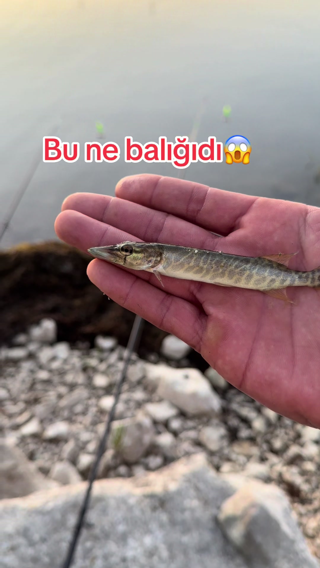 @elaqenomresi0771758171