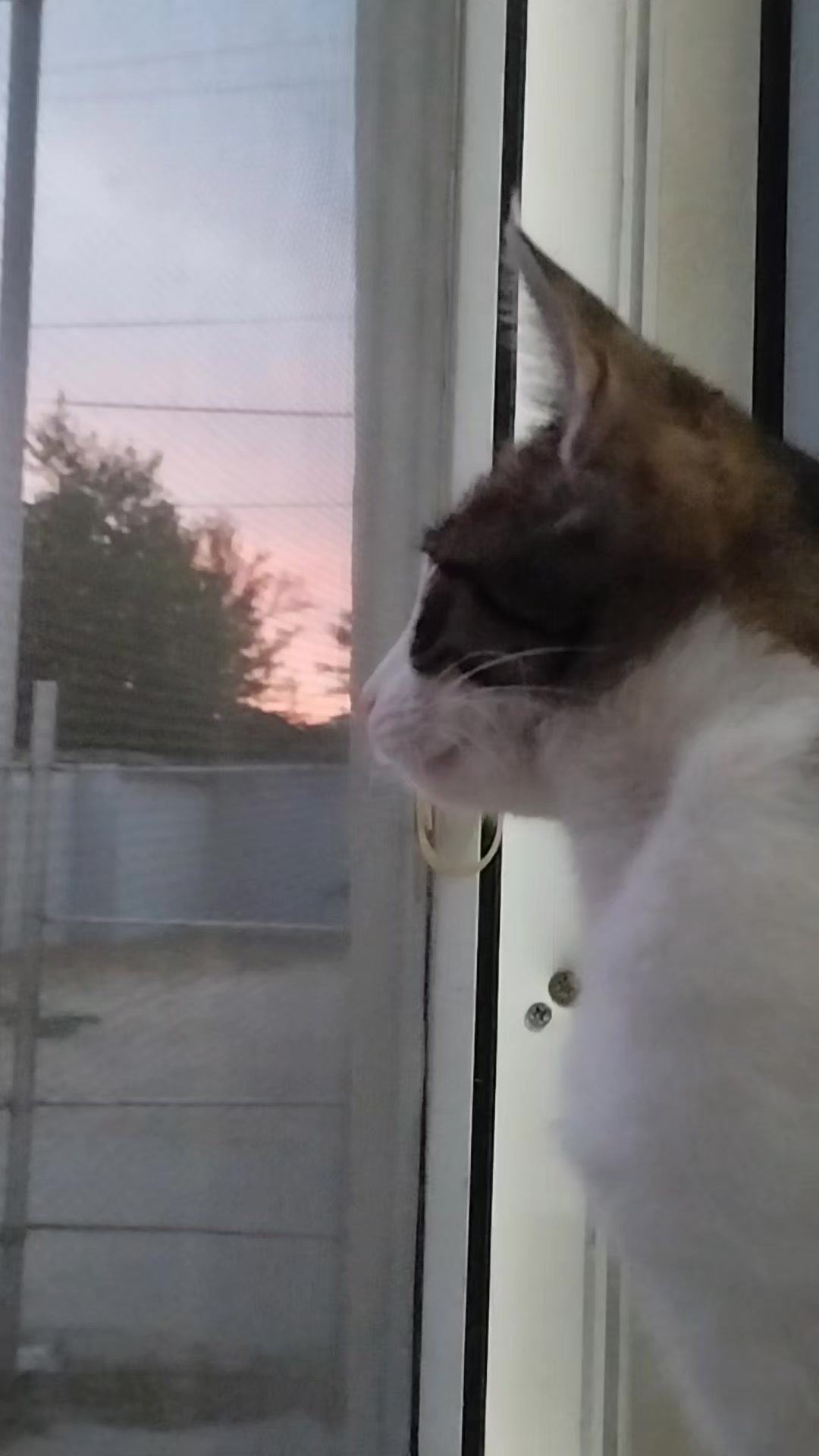 @🐾