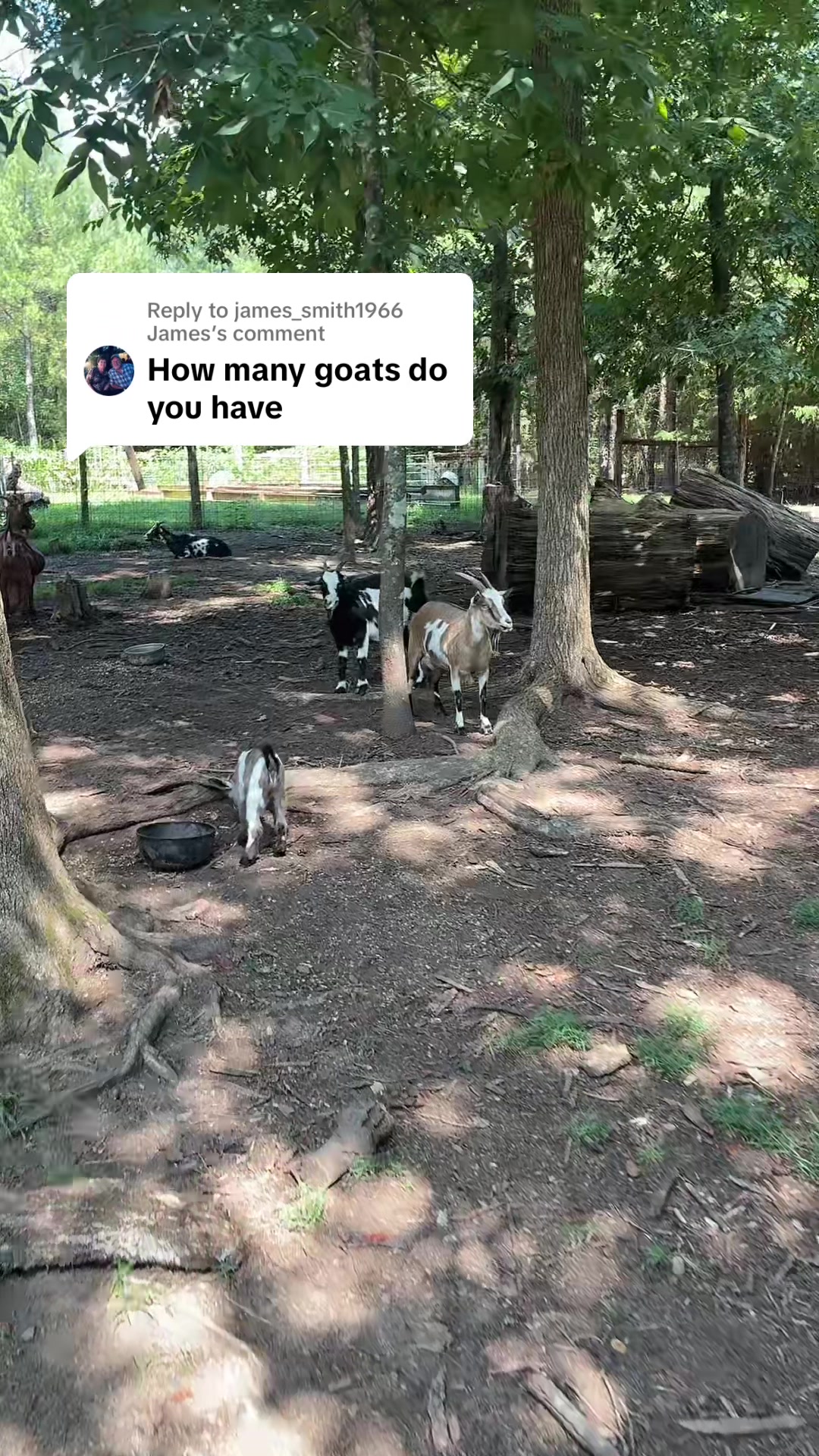 @Gray Acres Homestead