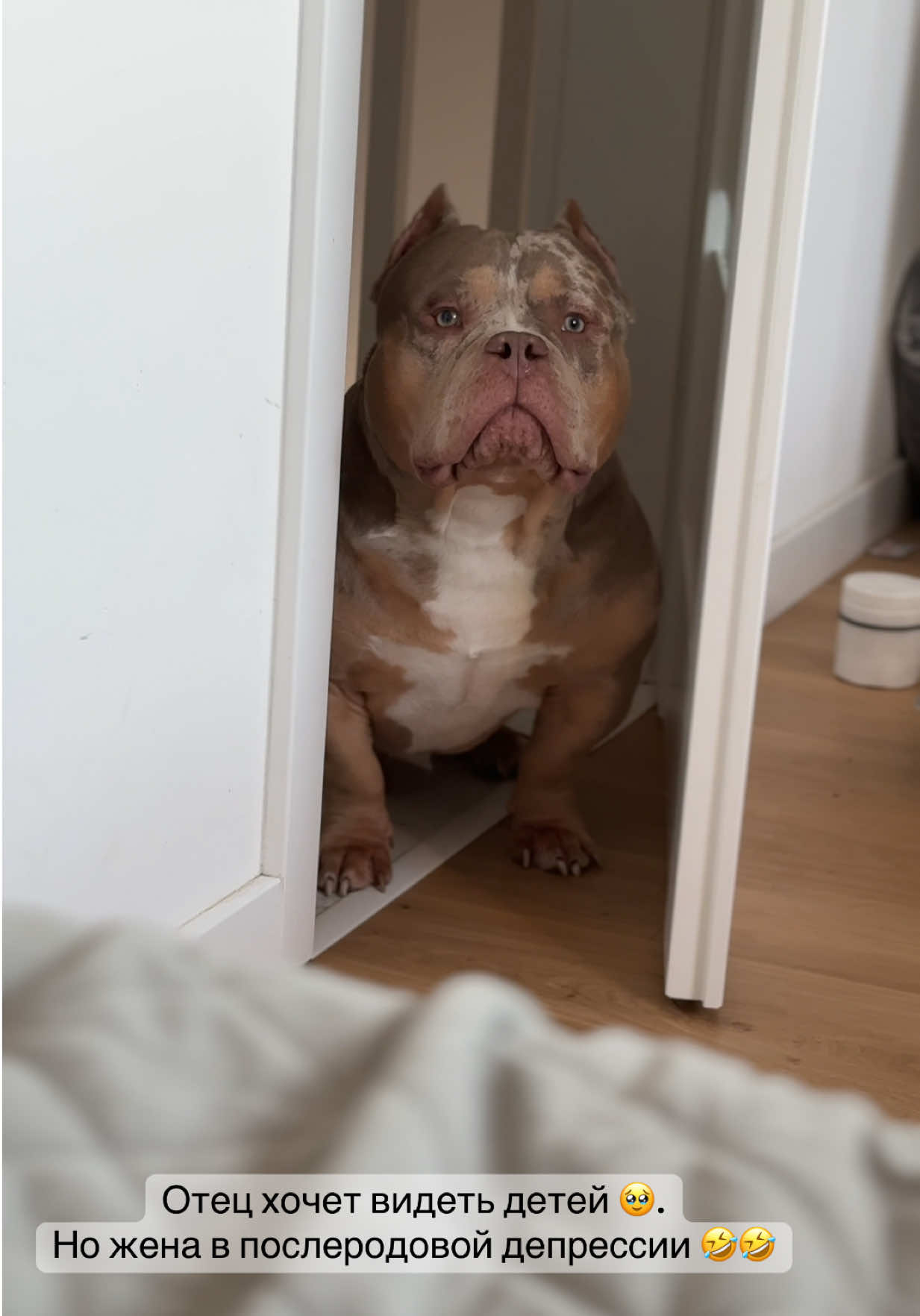 @TWO_BULLY