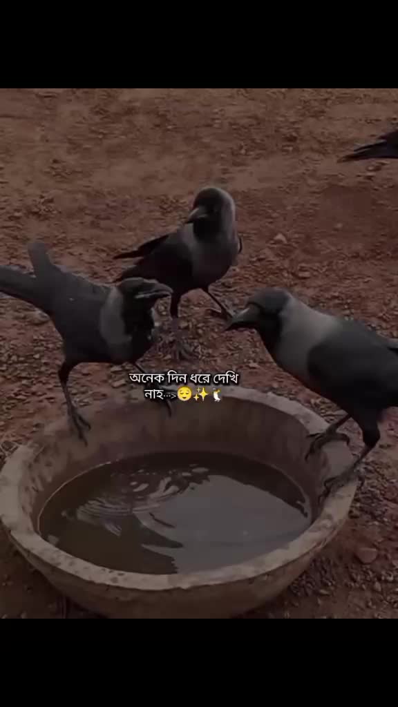 @y>🕊️🫀