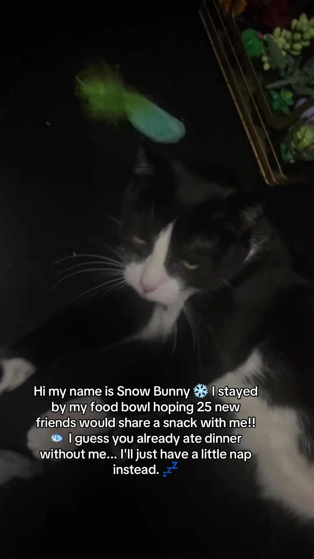 @Bunny