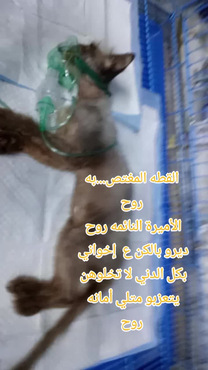 @رنا الروح