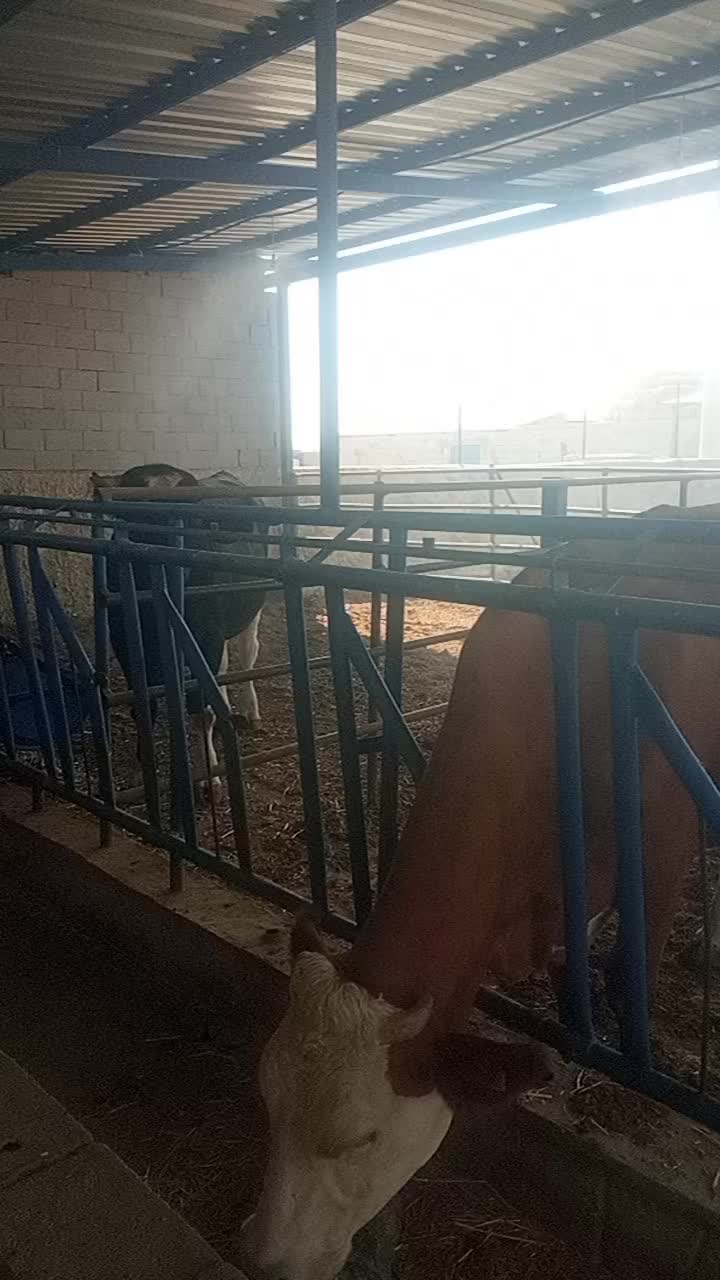 @Hasan Gök